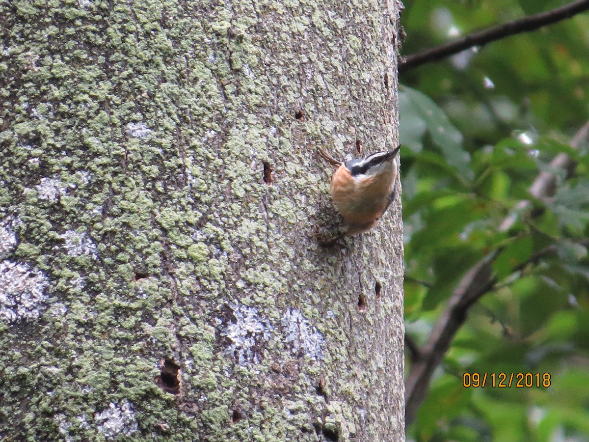 Red-breasted Nuthatch - ML114638101