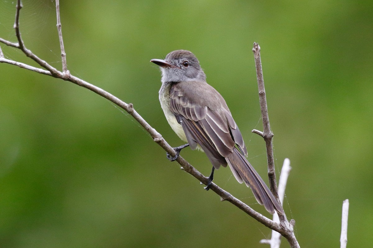 Venezuelan Flycatcher - Timo Mitzen