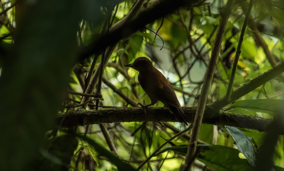 Smoky-brown Woodpecker - David Monroy Rengifo