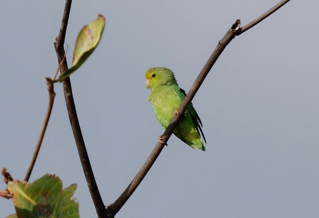 Green-rumped Parrotlet - ML114640591