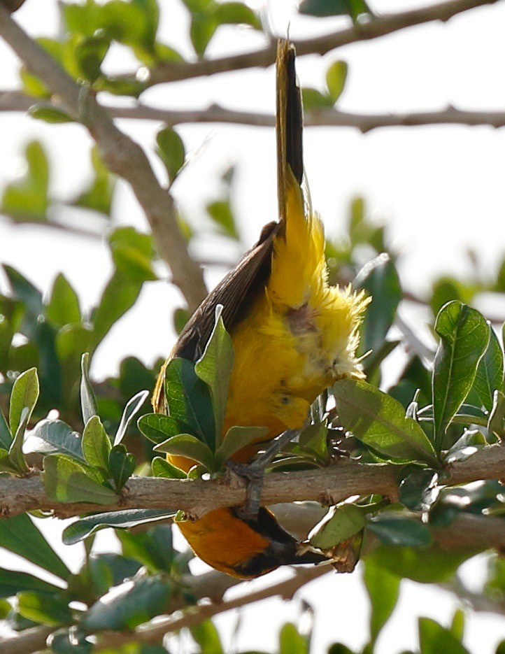 Yellow Oriole - Timo Mitzen