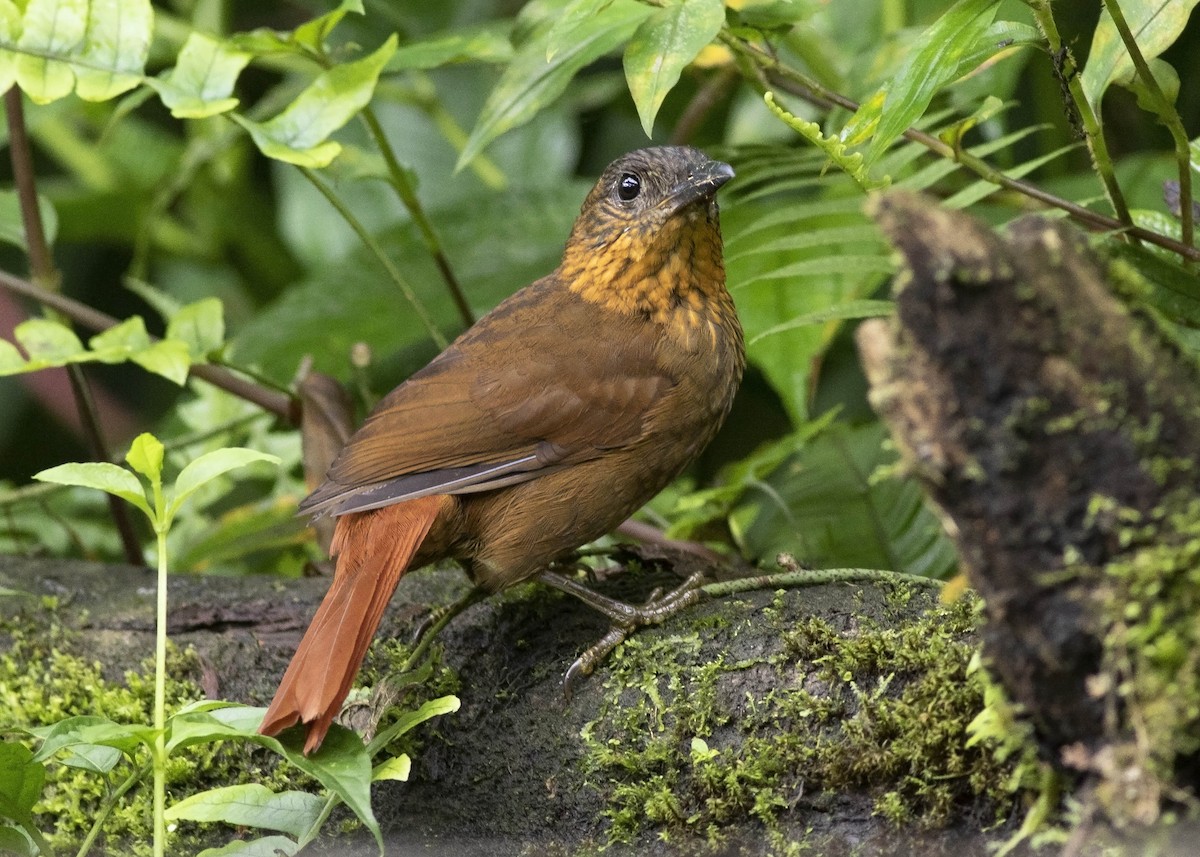 Streak-breasted Treehunter - ML114640691