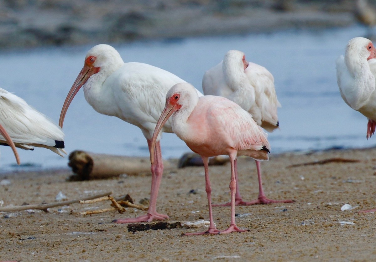 White x Scarlet Ibis (hybrid) - ML114640701