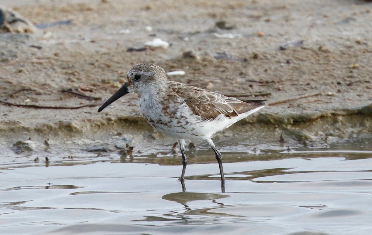 Western Sandpiper - ML114640711