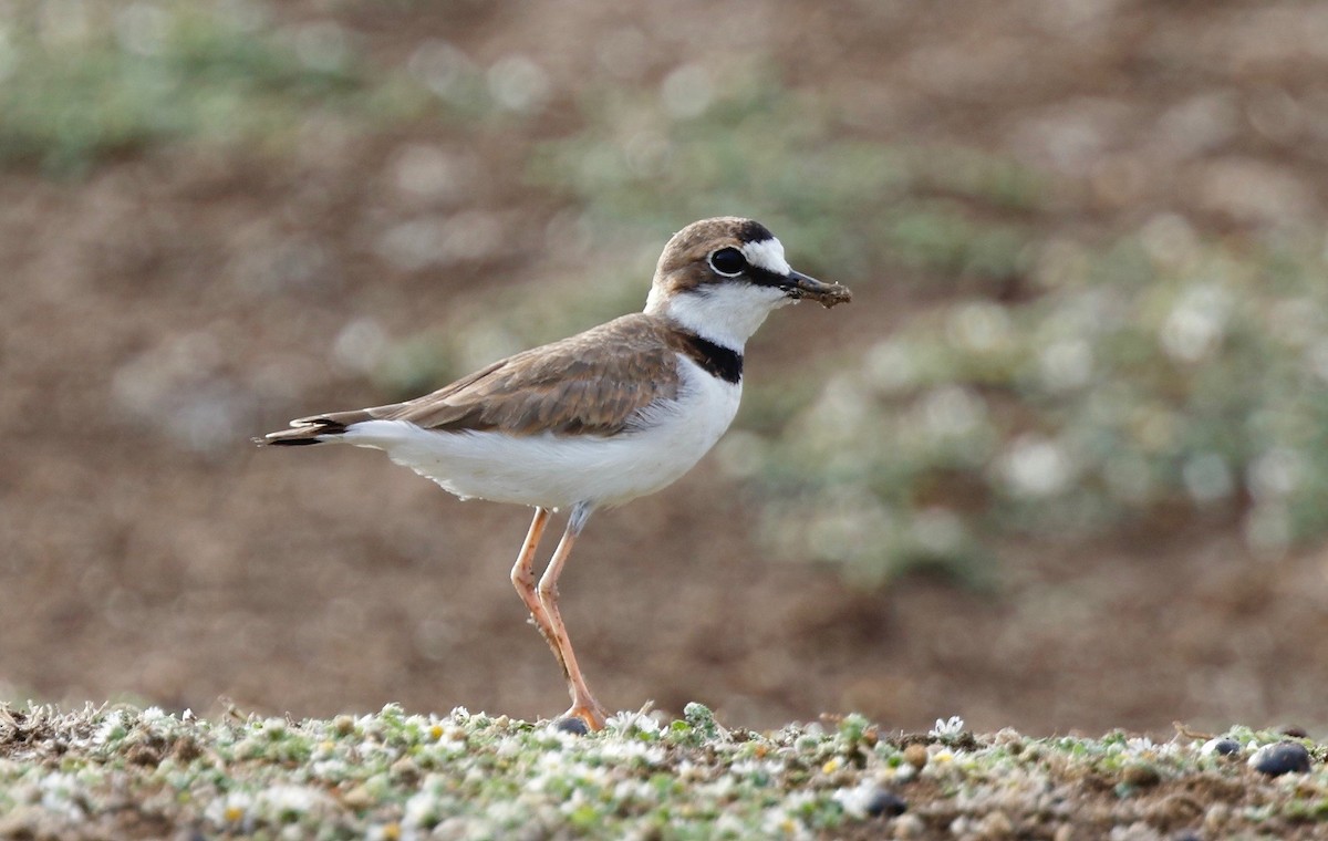 Collared Plover - ML114641481