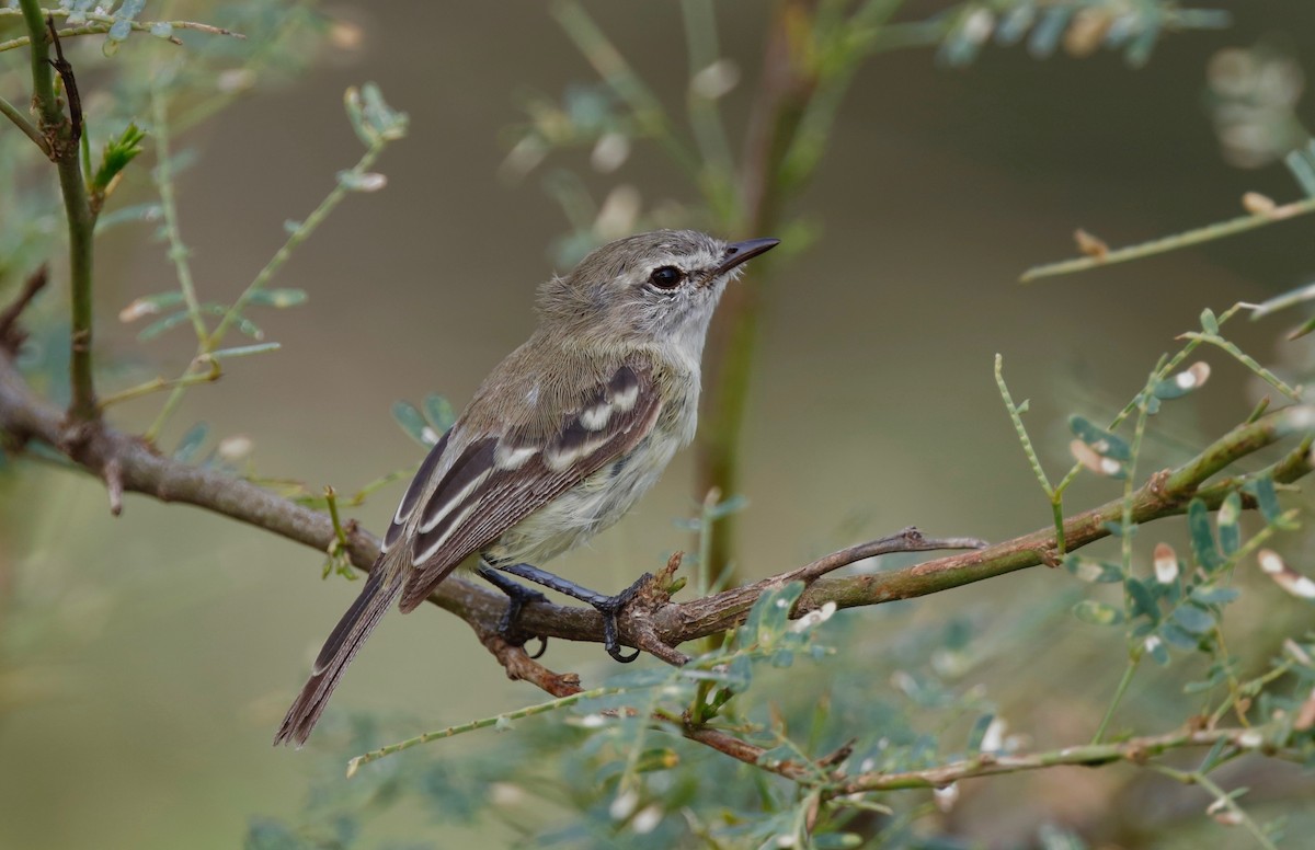 Slender-billed Tyrannulet - Timo Mitzen