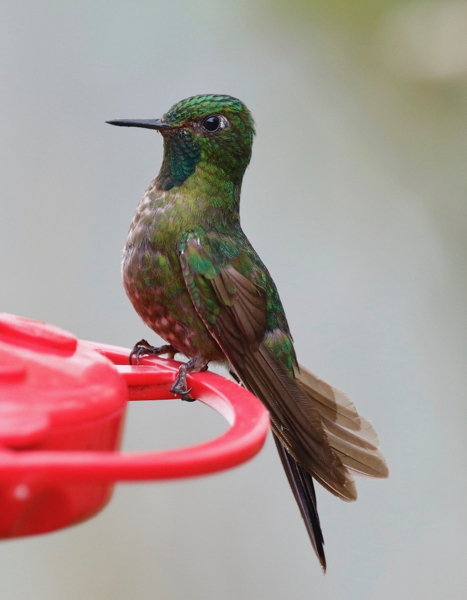 kolibřík dřišťálový - ML114644061
