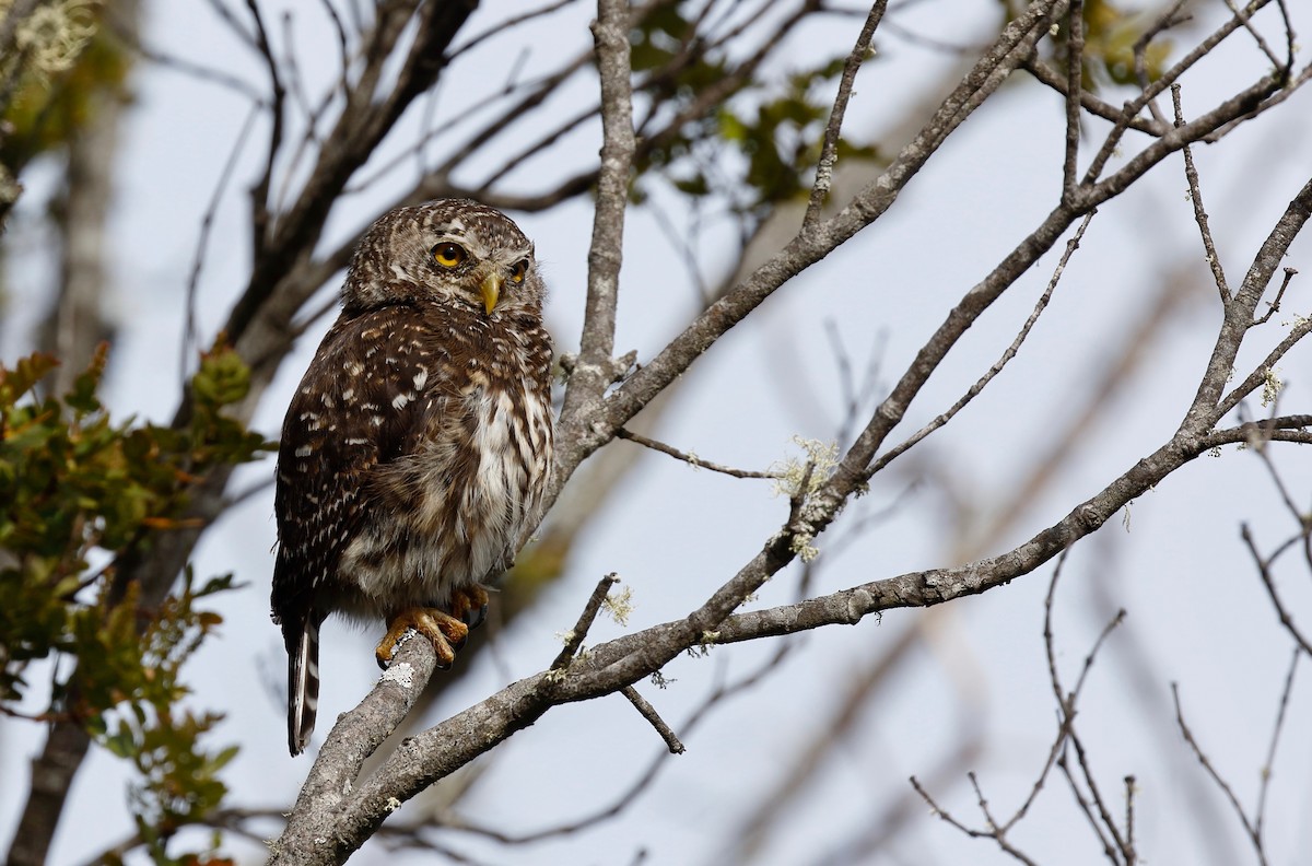 Andean Pygmy-Owl - ML114644241