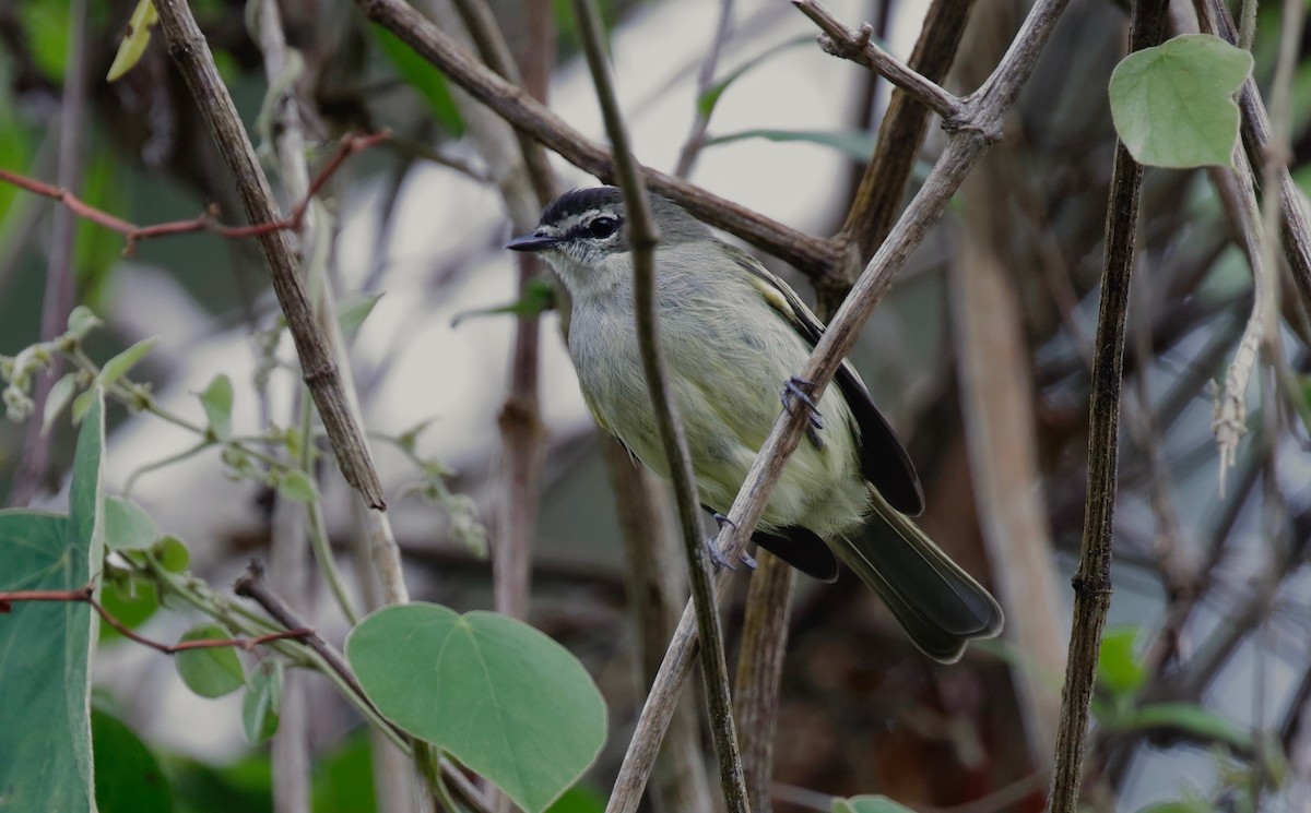 Spectacled Tyrannulet - ML114644661