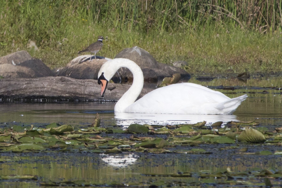 Mute Swan - Michael Bowen