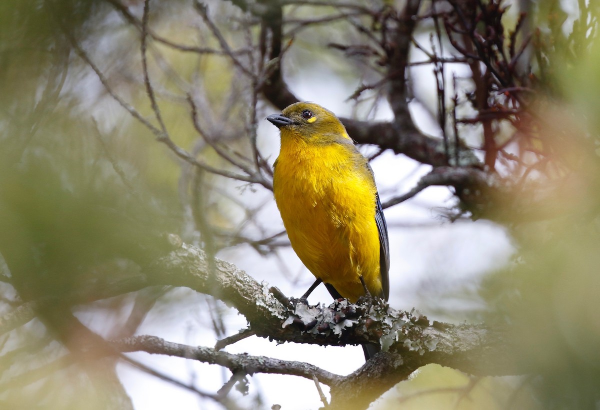 Lacrimose Mountain Tanager (Perija) - ML114644961