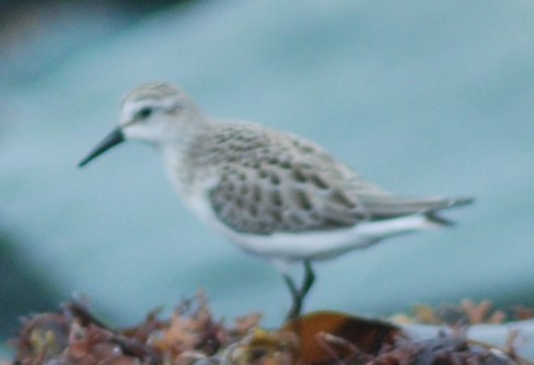 Baird's Sandpiper - ML114645331