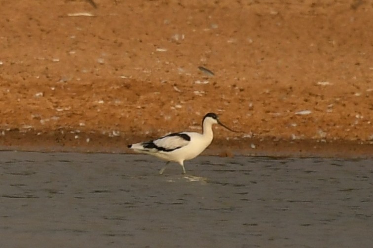 Avocette élégante - ML114647731