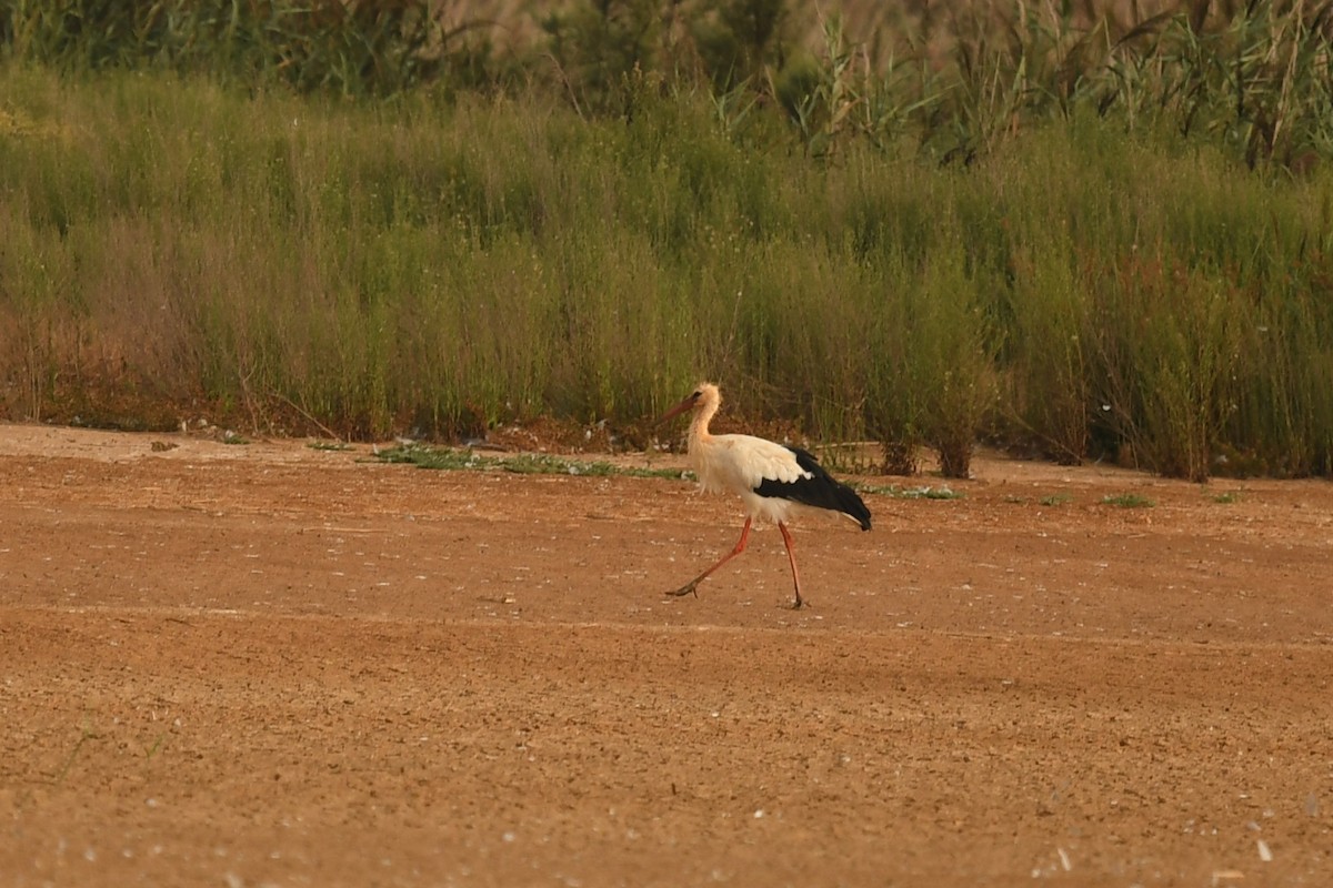 White Stork - ML114647801