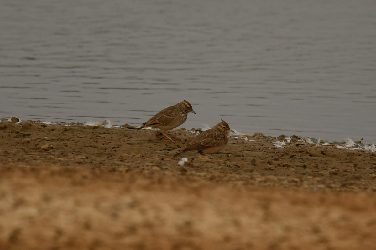 Crested Lark - ML114647971