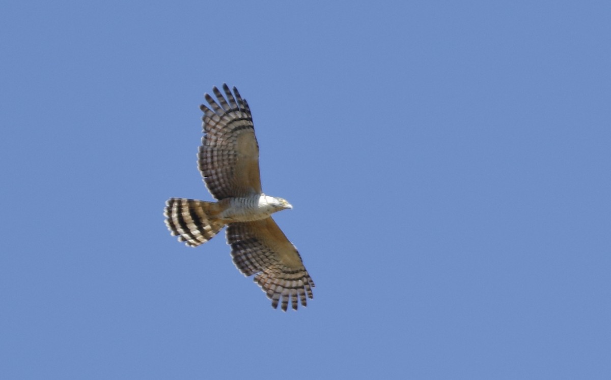 Hook-billed Kite - ML114648631