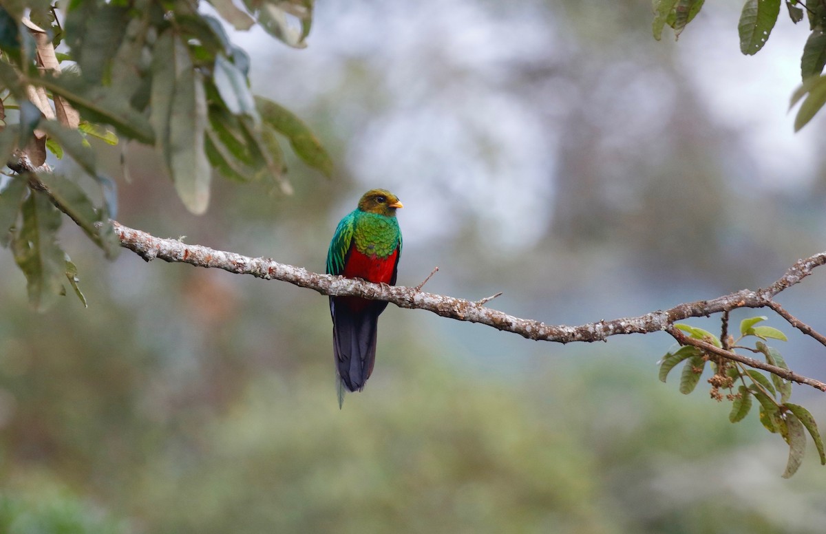 Golden-headed Quetzal - ML114648731