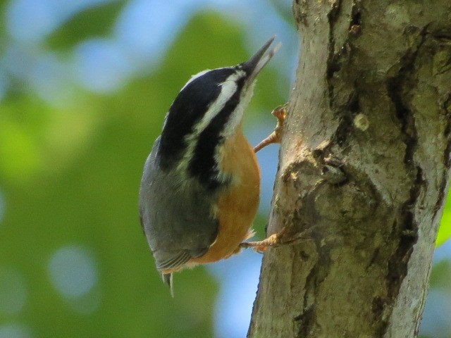 Red-breasted Nuthatch - suzanne pudelek