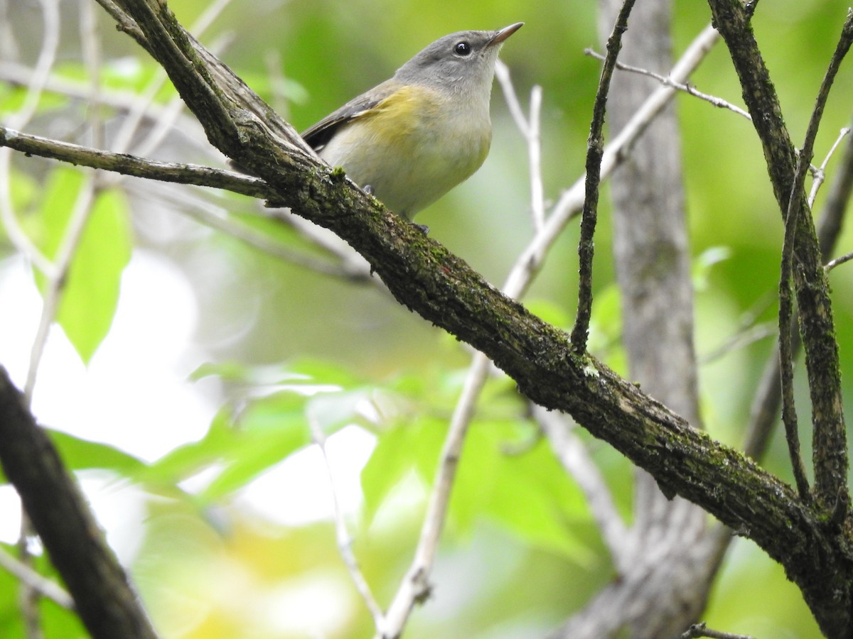 American Redstart - ML114650391