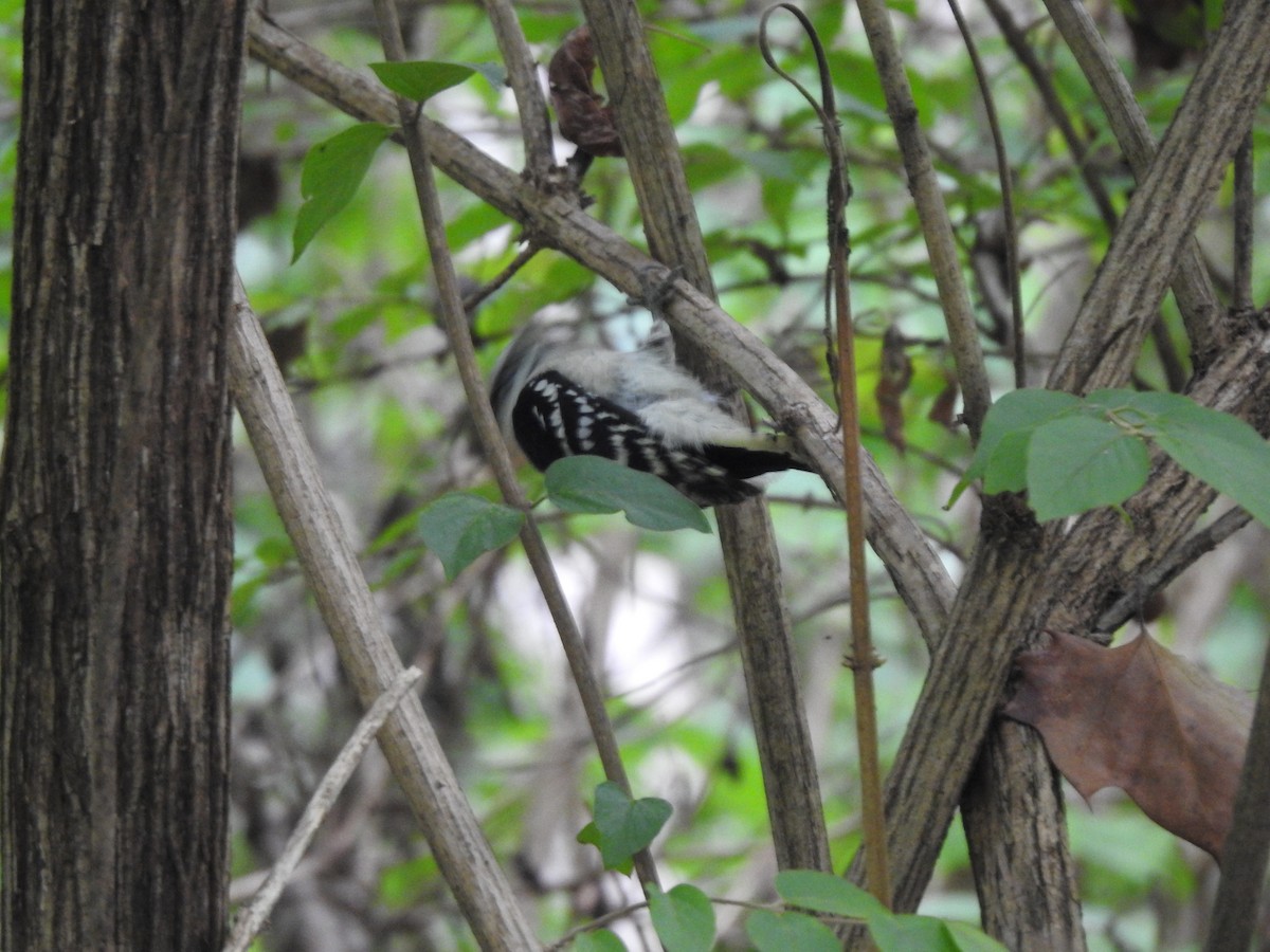 Downy Woodpecker - ML114650411