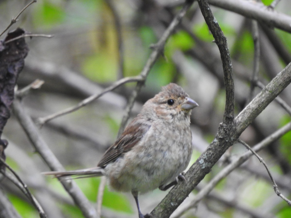 Passerin indigo - ML114650471