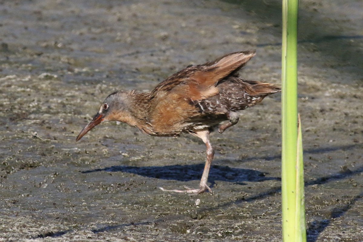 Virginia Rail - ML114652361