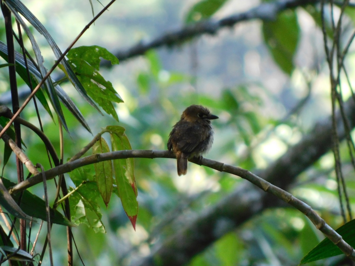 Lanceolated Monklet - ML114655521