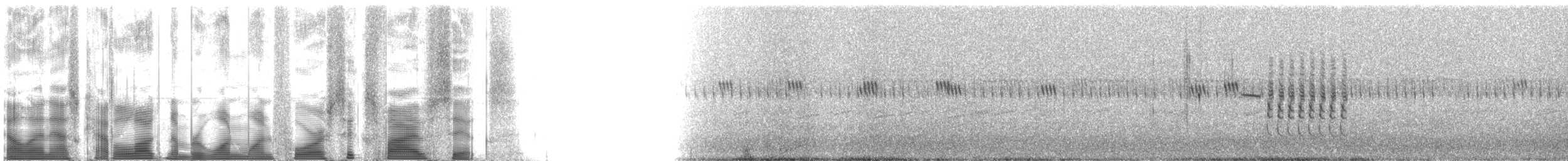 Troglodyte de Latham (platensis/polyglottus) - ML114656