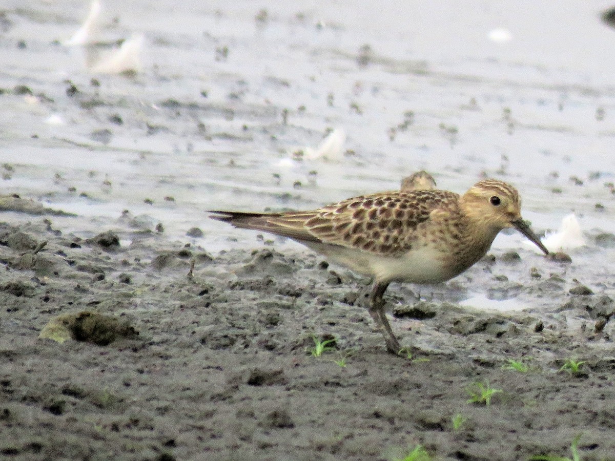 Baird's Sandpiper - ML114657951