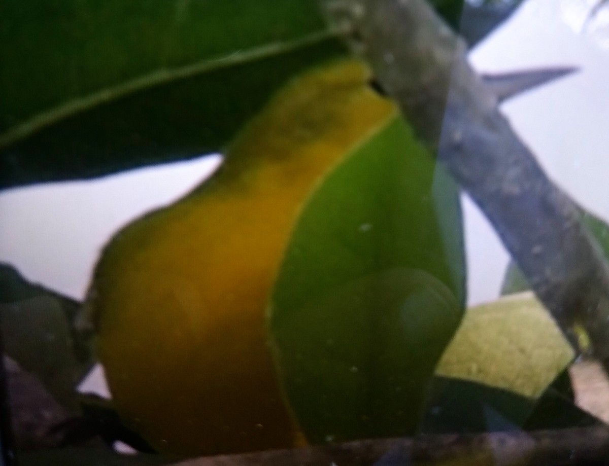 Prothonotary Warbler - Mario Garcia