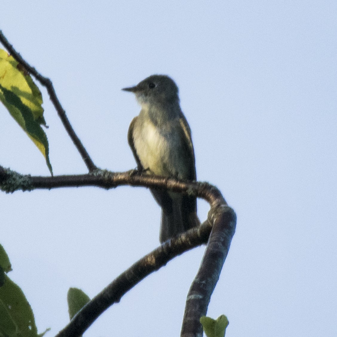 Eastern Phoebe - ML114664001