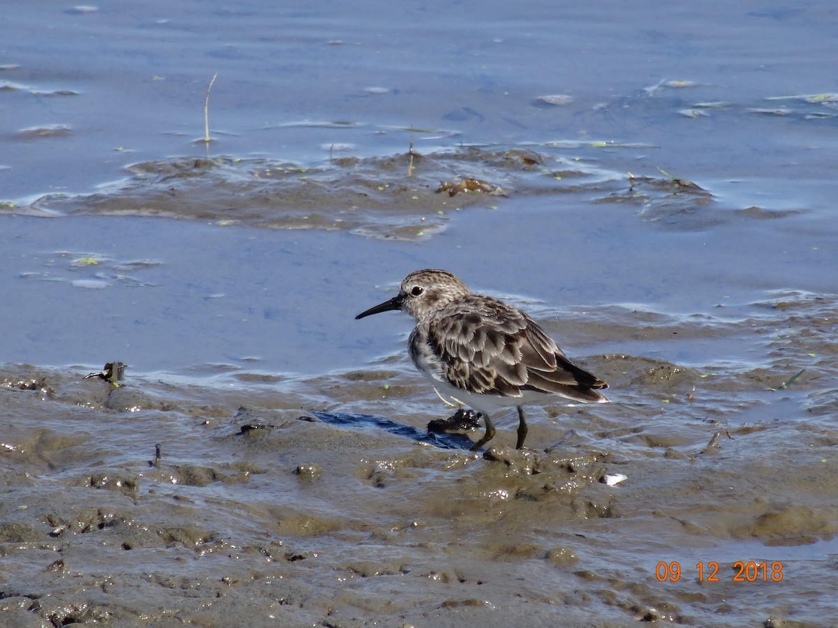 Least Sandpiper - ML114664761
