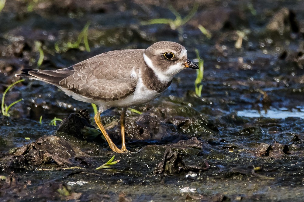 Semipalmated Plover - Jean-Guy Papineau