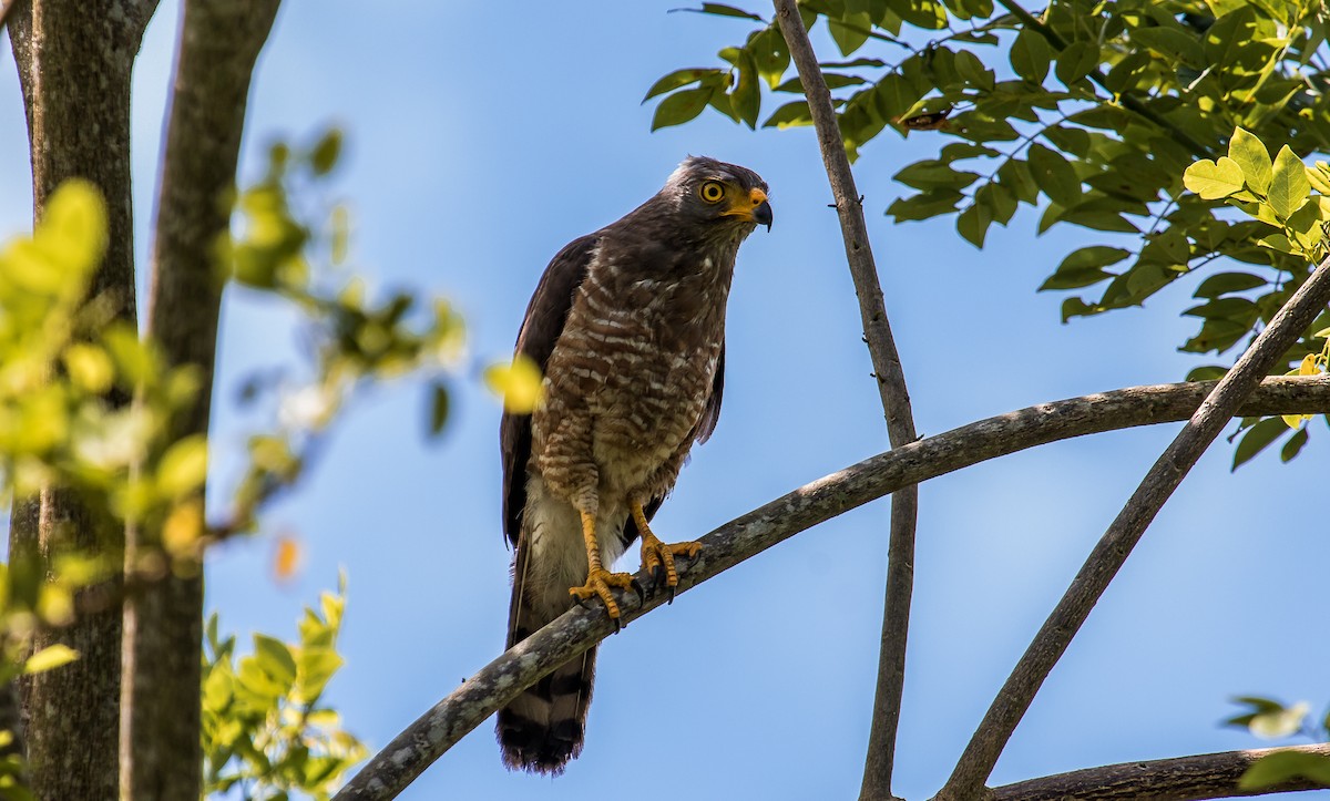 Roadside Hawk - ML114667361