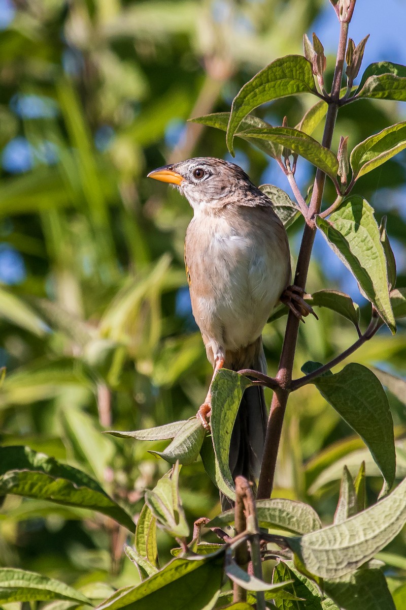 Wedge-tailed Grass-Finch - ML114667621