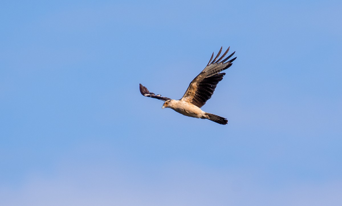 Yellow-headed Caracara - ML114667641