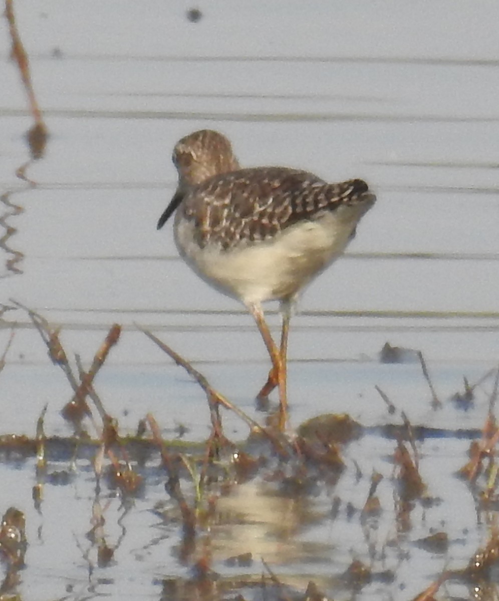 Wood Sandpiper - ML114667801