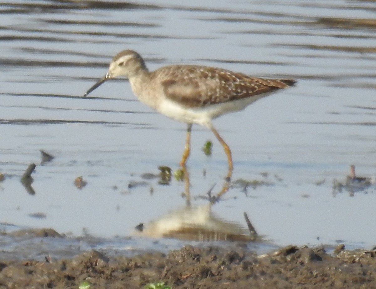 Wood Sandpiper - Colin Trainor