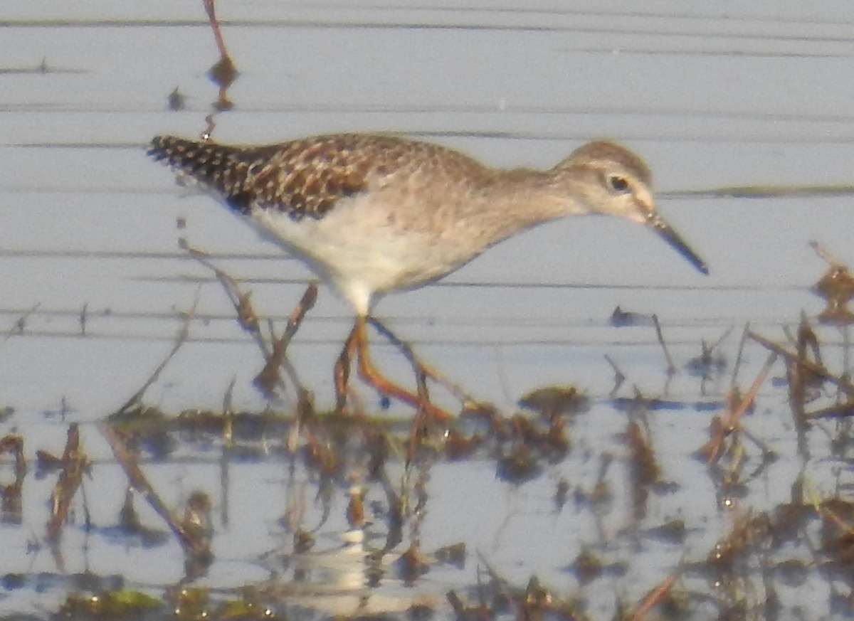 Wood Sandpiper - ML114667881