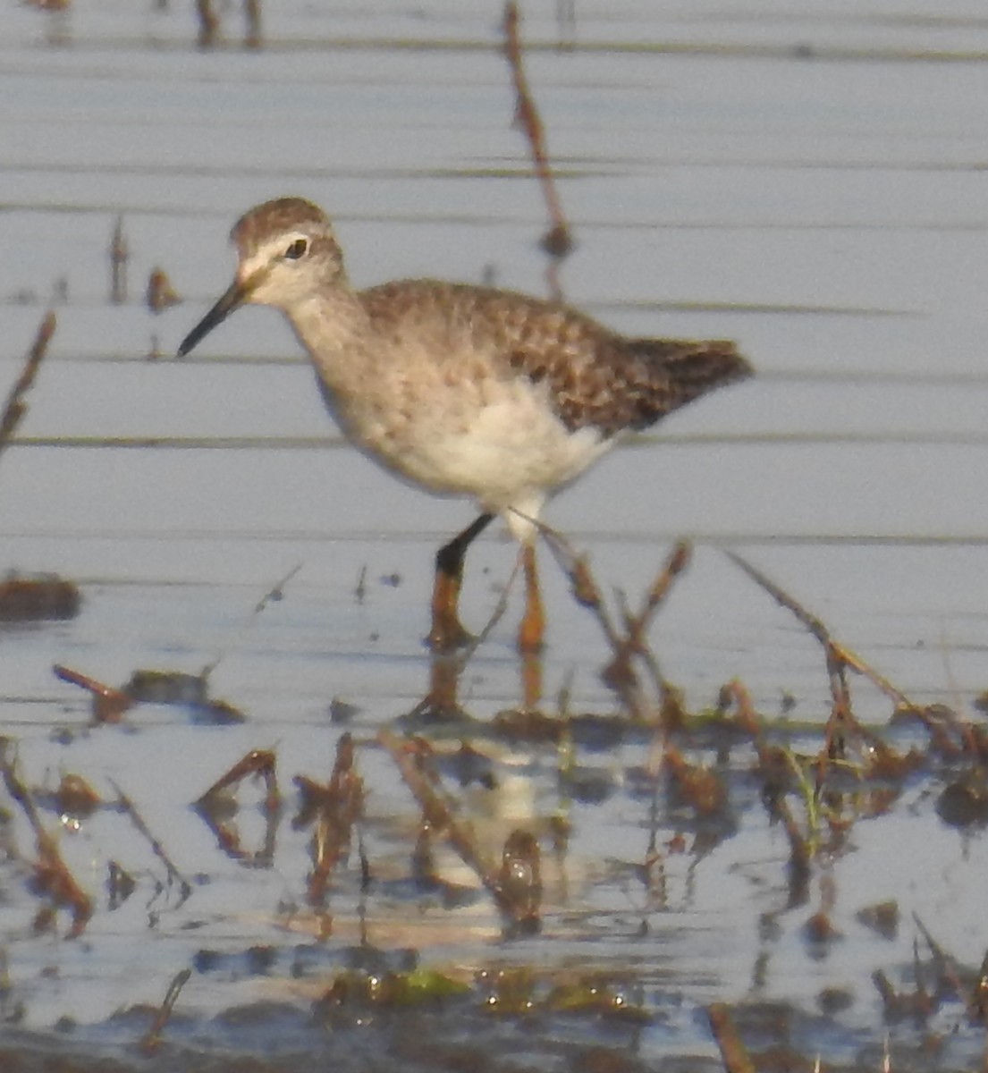 Wood Sandpiper - ML114667901