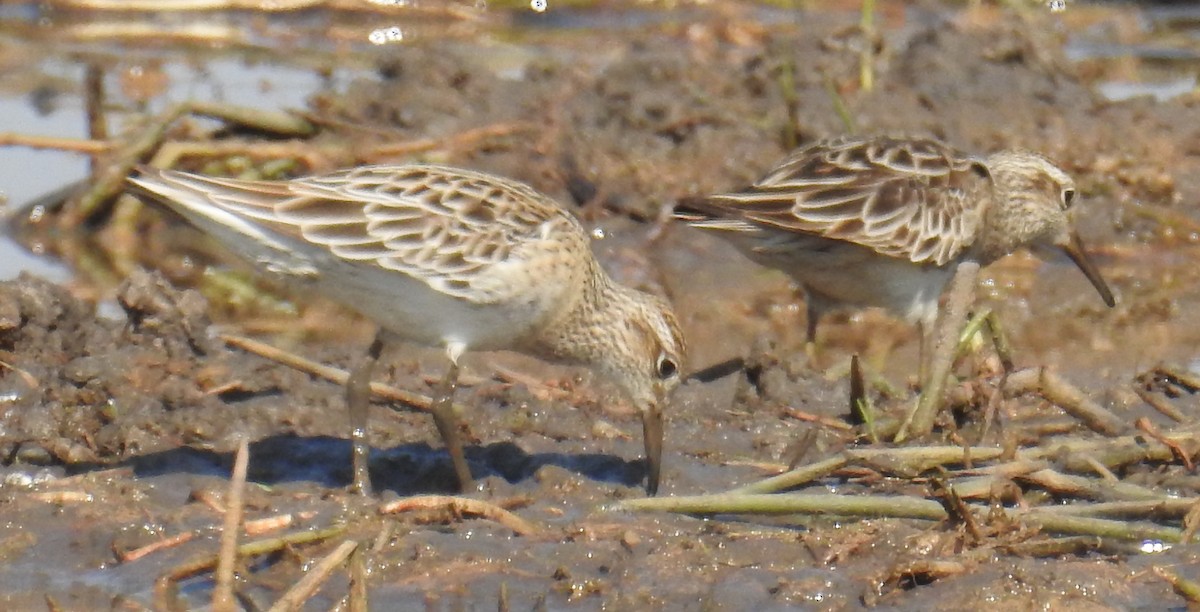 Sharp-tailed Sandpiper - ML114669761