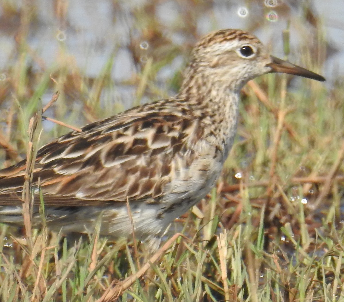 Sharp-tailed Sandpiper - ML114669841