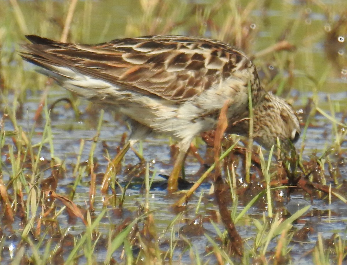 Sharp-tailed Sandpiper - ML114669861