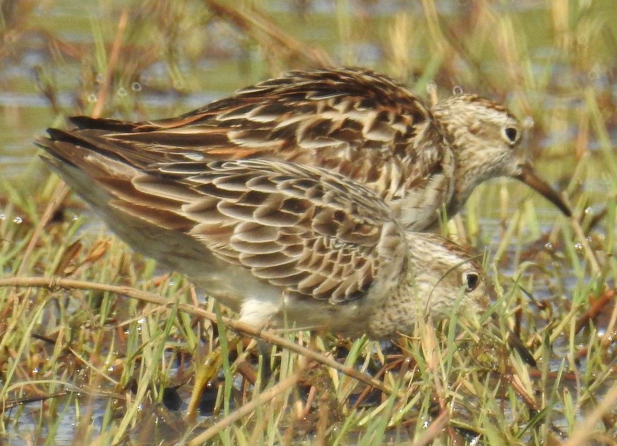 Sharp-tailed Sandpiper - ML114669871