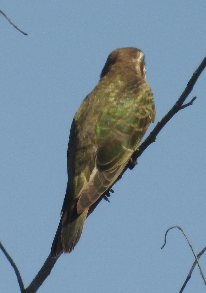 Horsfield's Bronze-Cuckoo - ML114670161