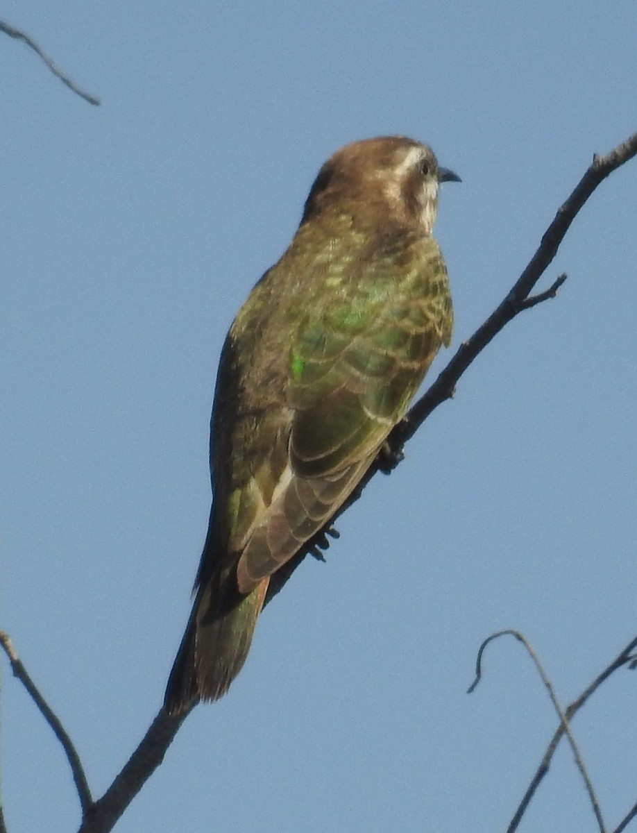 Horsfield's Bronze-Cuckoo - ML114670171