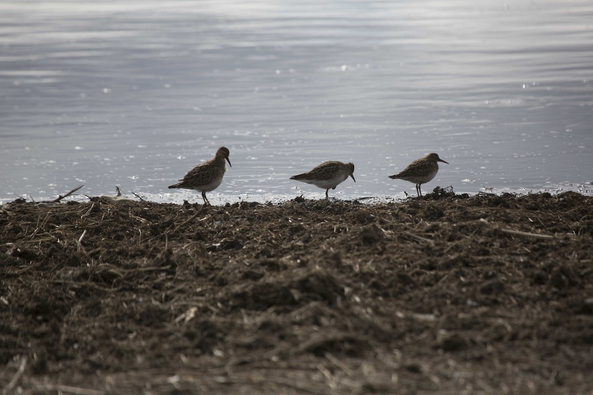 Pectoral Sandpiper - ML114670311