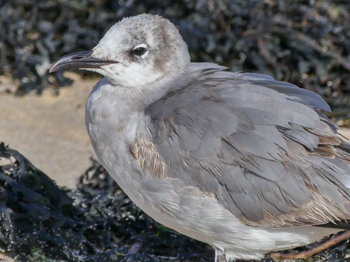 Mouette atricille - ML114671141