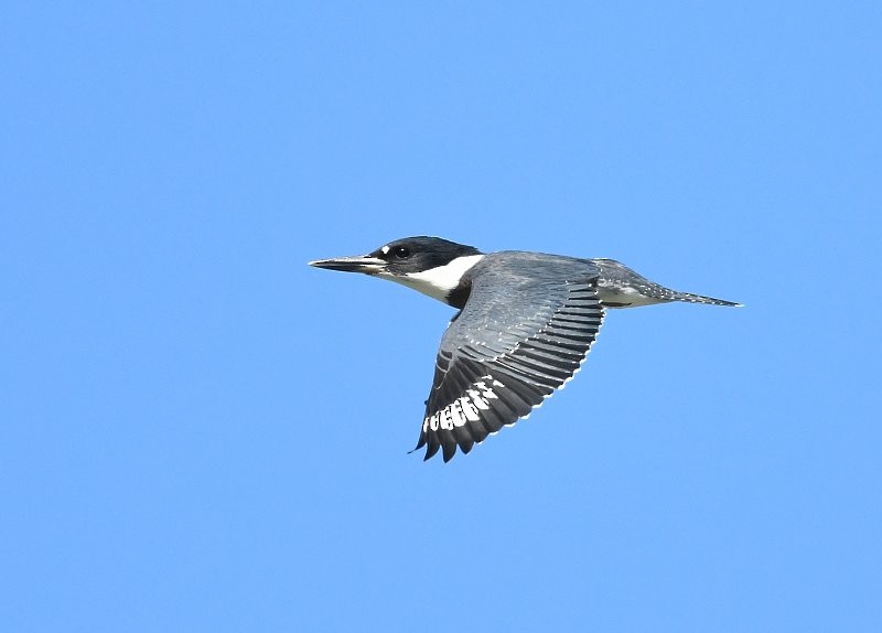 Belted Kingfisher - Gord Gadsden