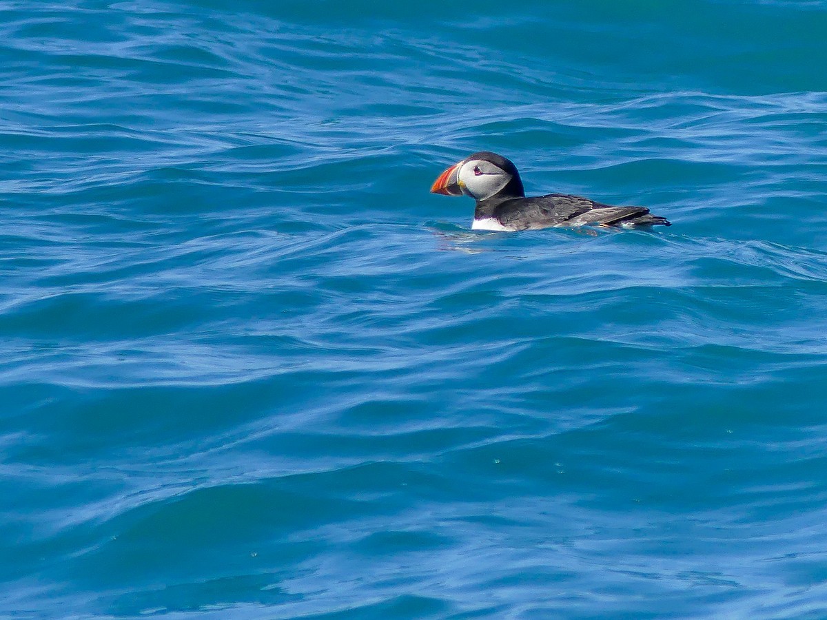 Atlantic Puffin - ML114672291